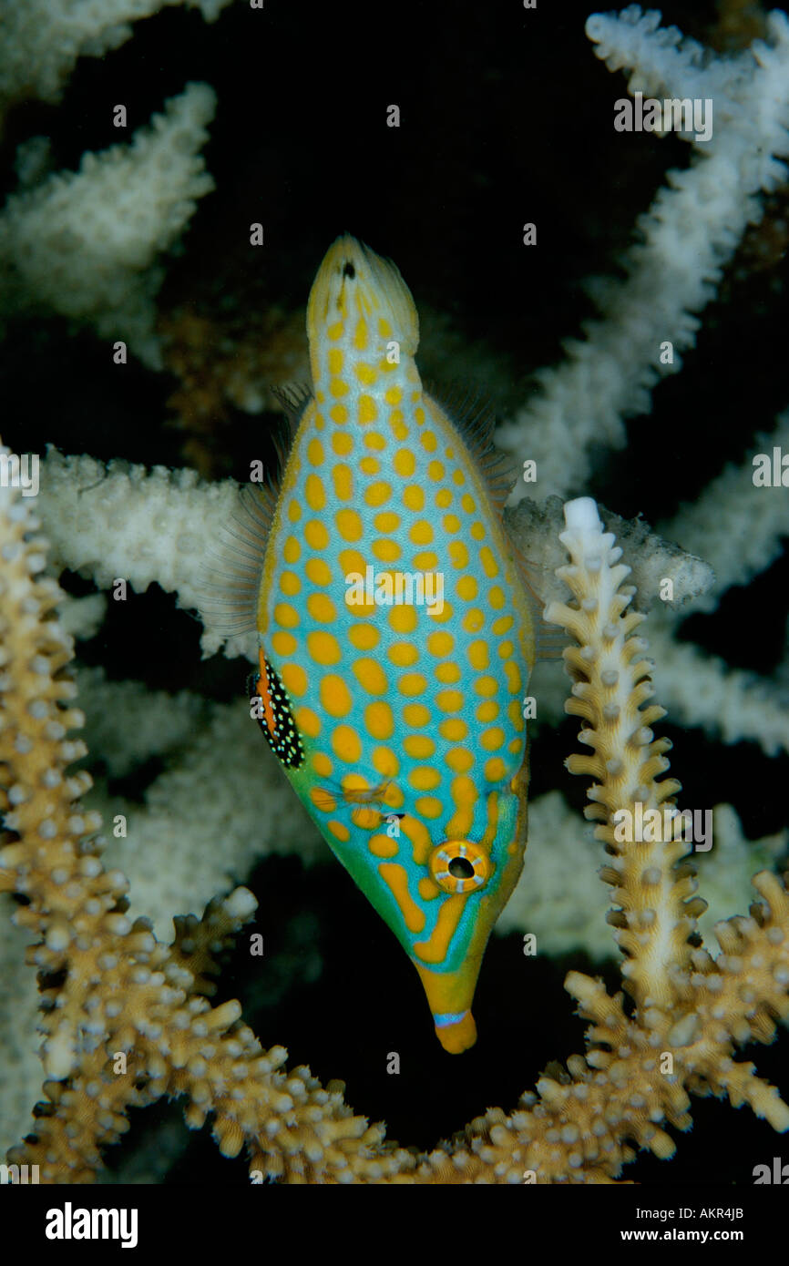 Longnose Filefish Oxymonacanthus longirostris at Maratua house reef Borneo Stock Photo