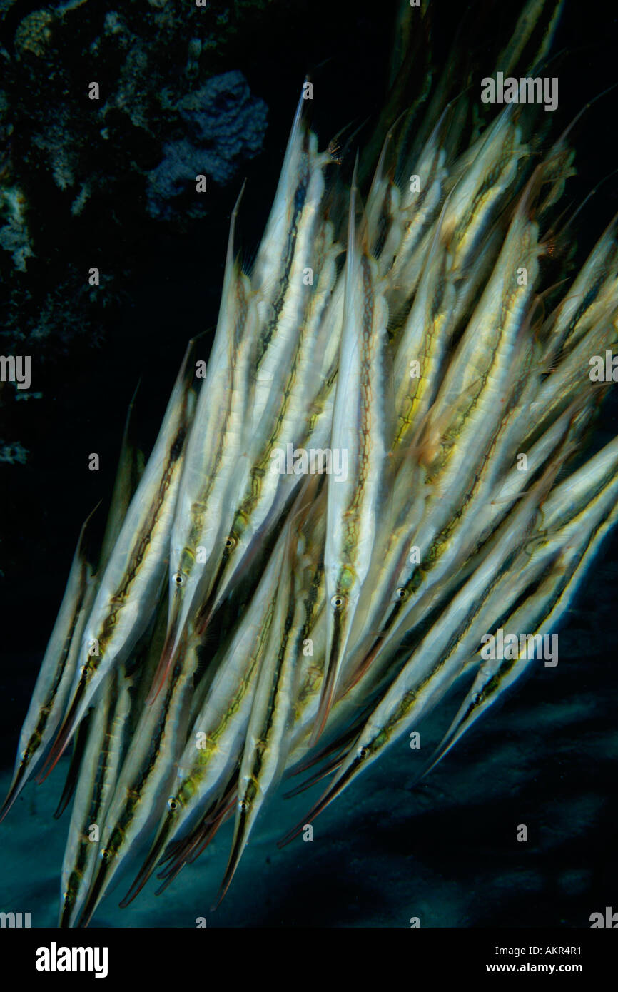 School of Razorfish Aeoliscus strigatus in Borneo Stock Photo