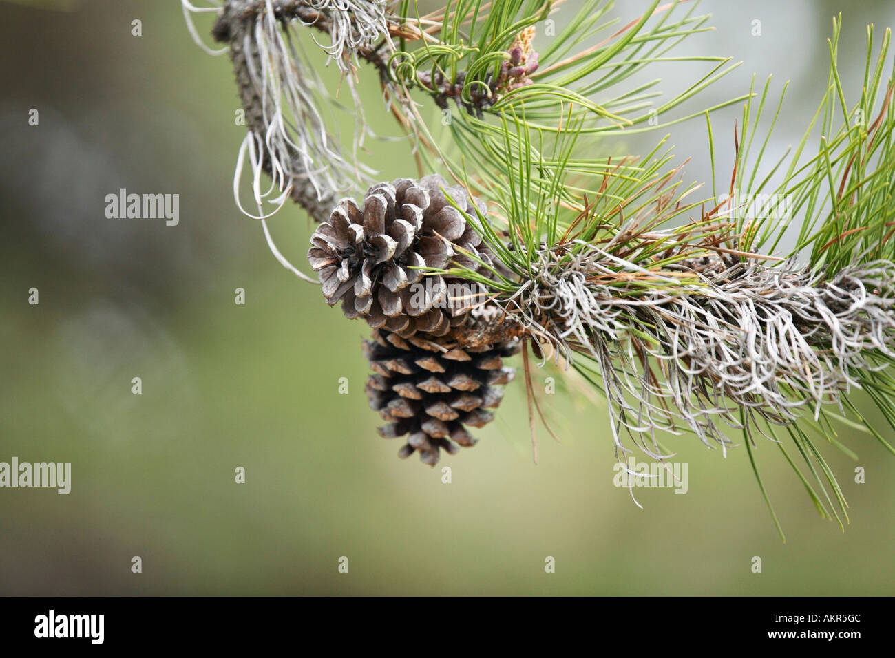 Scotch Pine Cones (pinus Sylvestris Stock Photo - Alamy