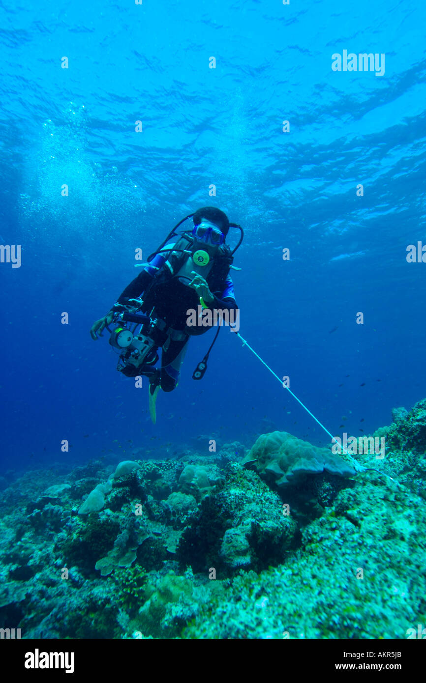 Diver using a reef hook in Maratua Borneo Stock Photo Alamy