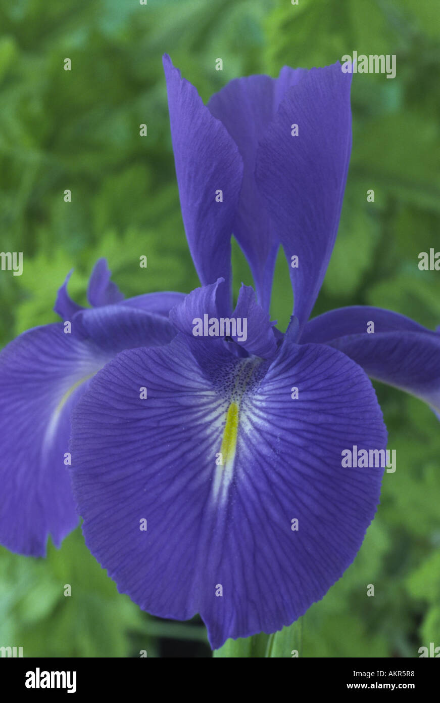 Iris Latifolia Agm English Iris Xiphioides Iris Stock Photo Alamy