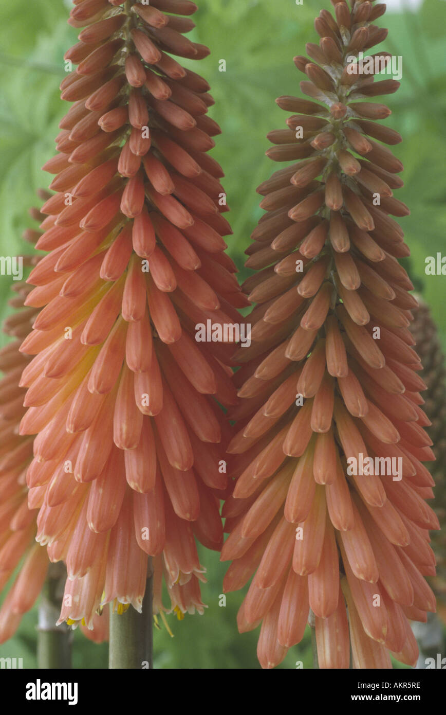 Kniphofia 