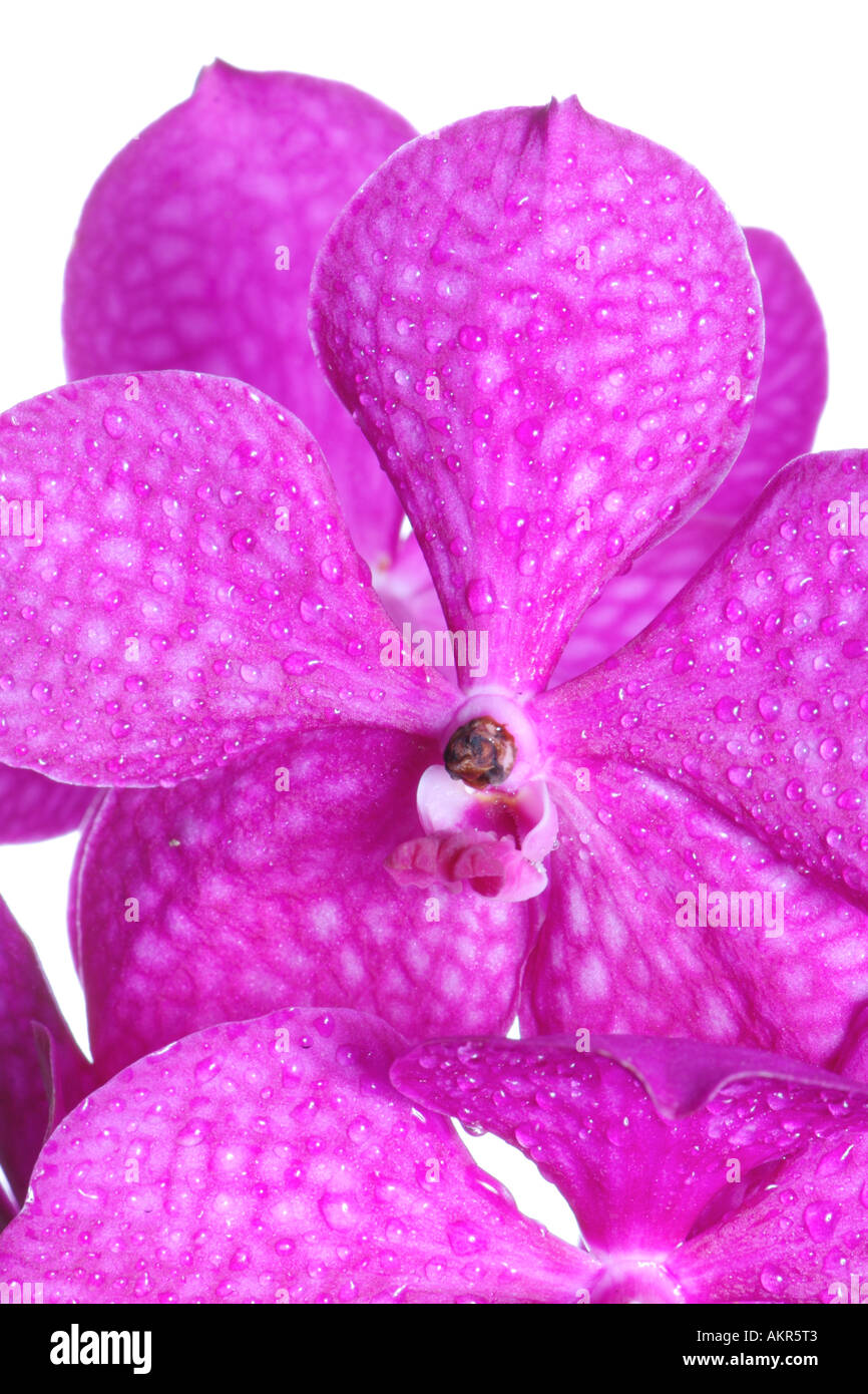 Vanda Hybrid orchid Stock Photo