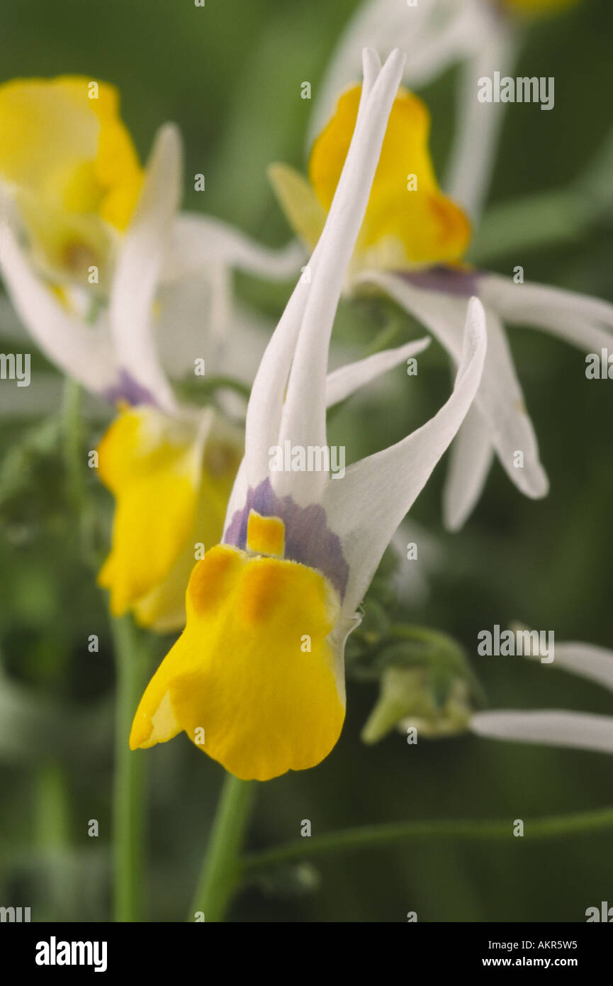 White shooting stars hires stock photography and images Alamy