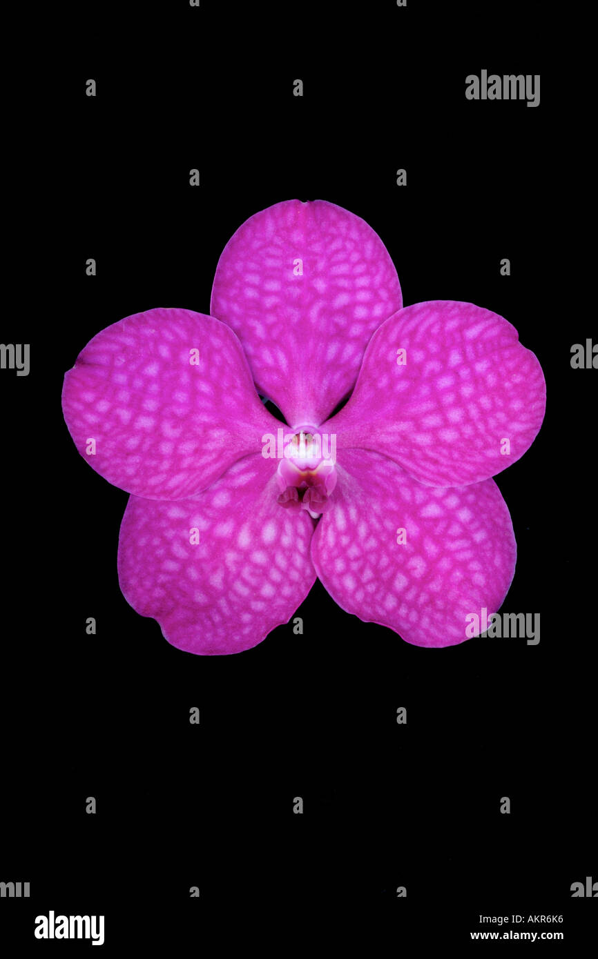 Vanda Hybrid orchid Stock Photo