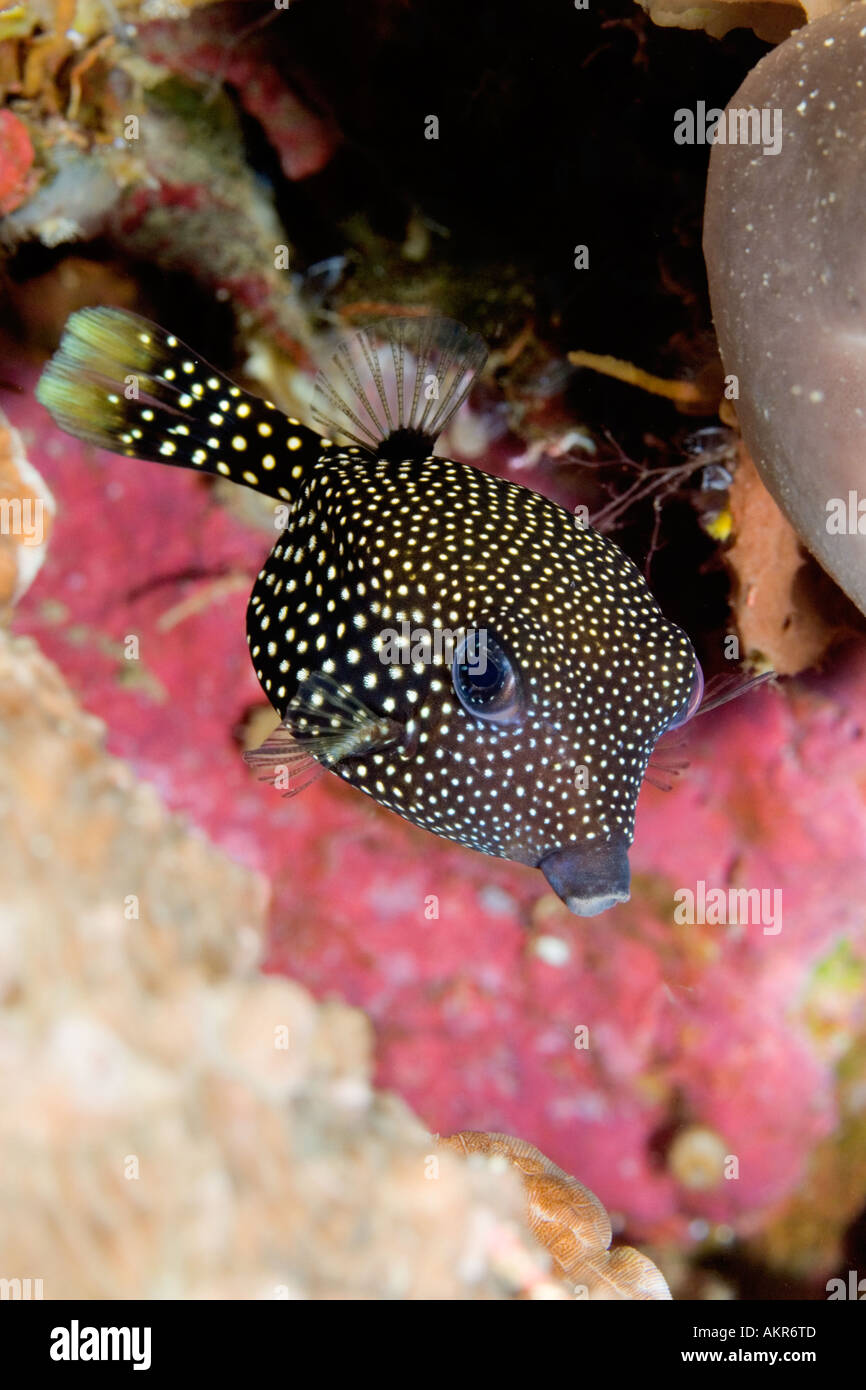 Juvenile spotted boxfish Ostracion meleagris at Lembeh Straits Indonesia Stock Photo