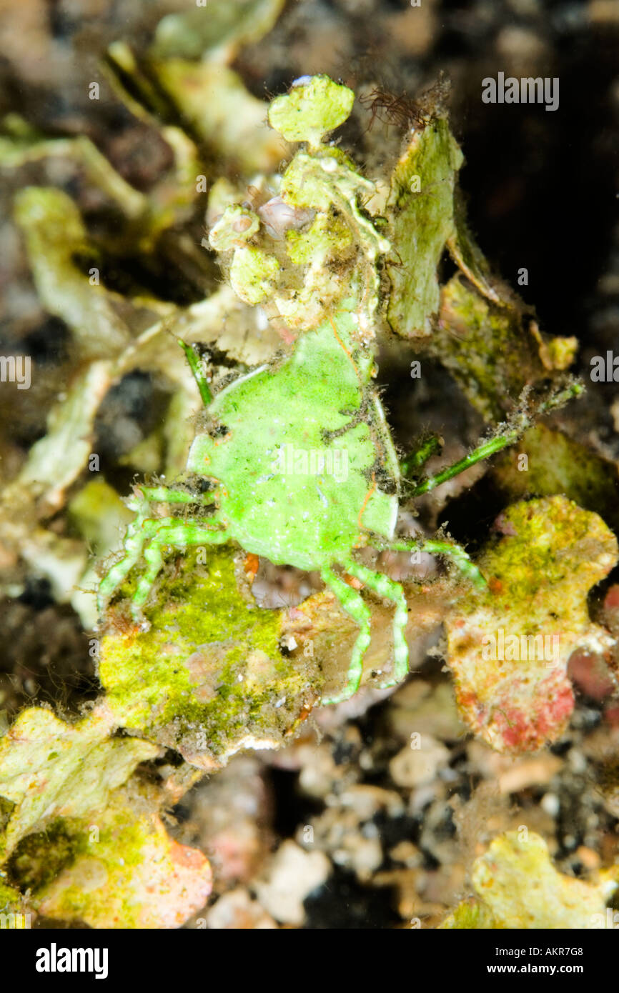 Halimeda halimeda sp hi-res stock photography and images - Alamy