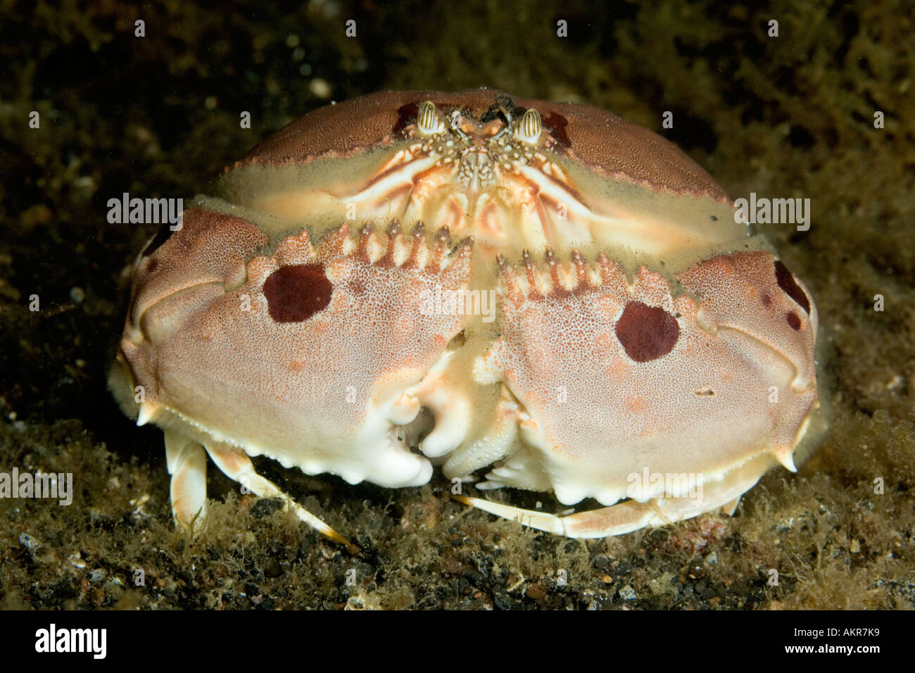 Box crab Calappa philargius in Lembeh Suluwesi Indonesia Stock Photo