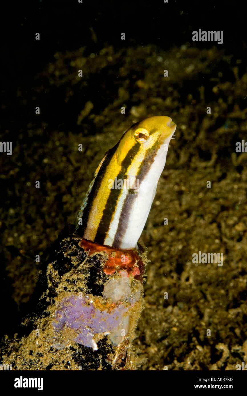 Striped poison fang blenny Meiacanthus grammistes at Lembeh Straits Indonesia Stock Photo