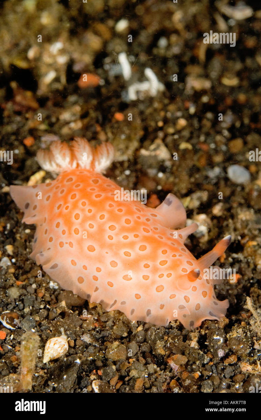 Dendrodoris guttata nudibranch in Lembeh Straits Indonesia Stock Photo