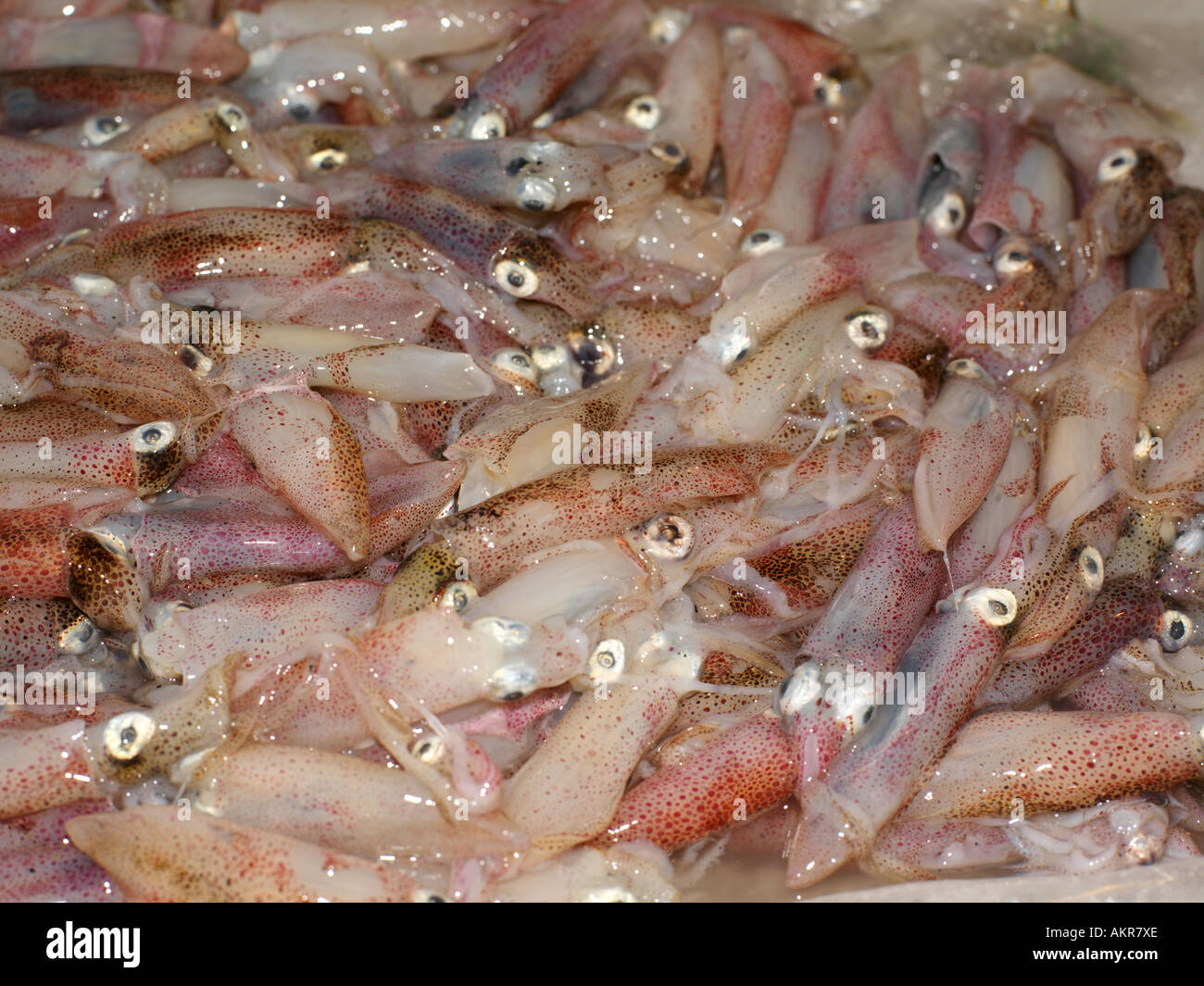Sicily Italy Fish Market At Porticello Baby Calamari Squid Stock Photo Alamy