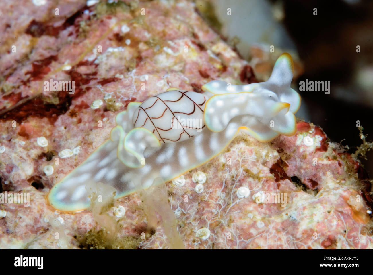 Bullina lineata nudibranch in Lembeh Straits Indonesia Stock Photo