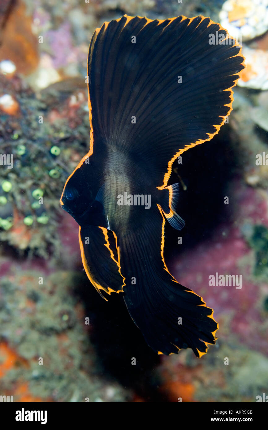 juvenile Pinnate Batfish Platax pinnatus at Lembeh Straits Indonesia Stock Photo