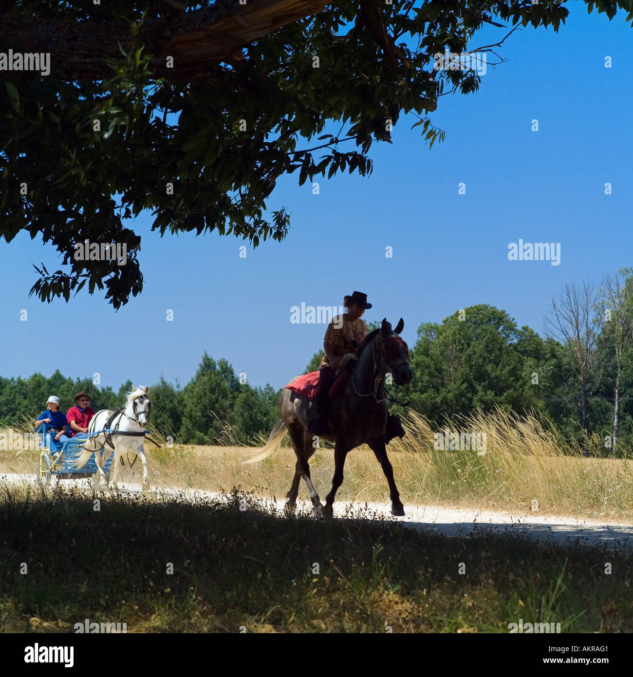 Silhouette of a horse rider, couple of tourists riding a blue buggy drawn by a white horse, dirt road, countryside, Vaucluse, Provence, France Stock Photo