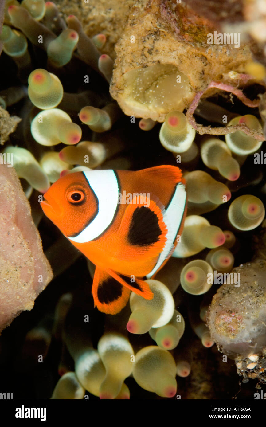Anemonefish undescribed at Lembeh Straits Indonesia Stock Photo