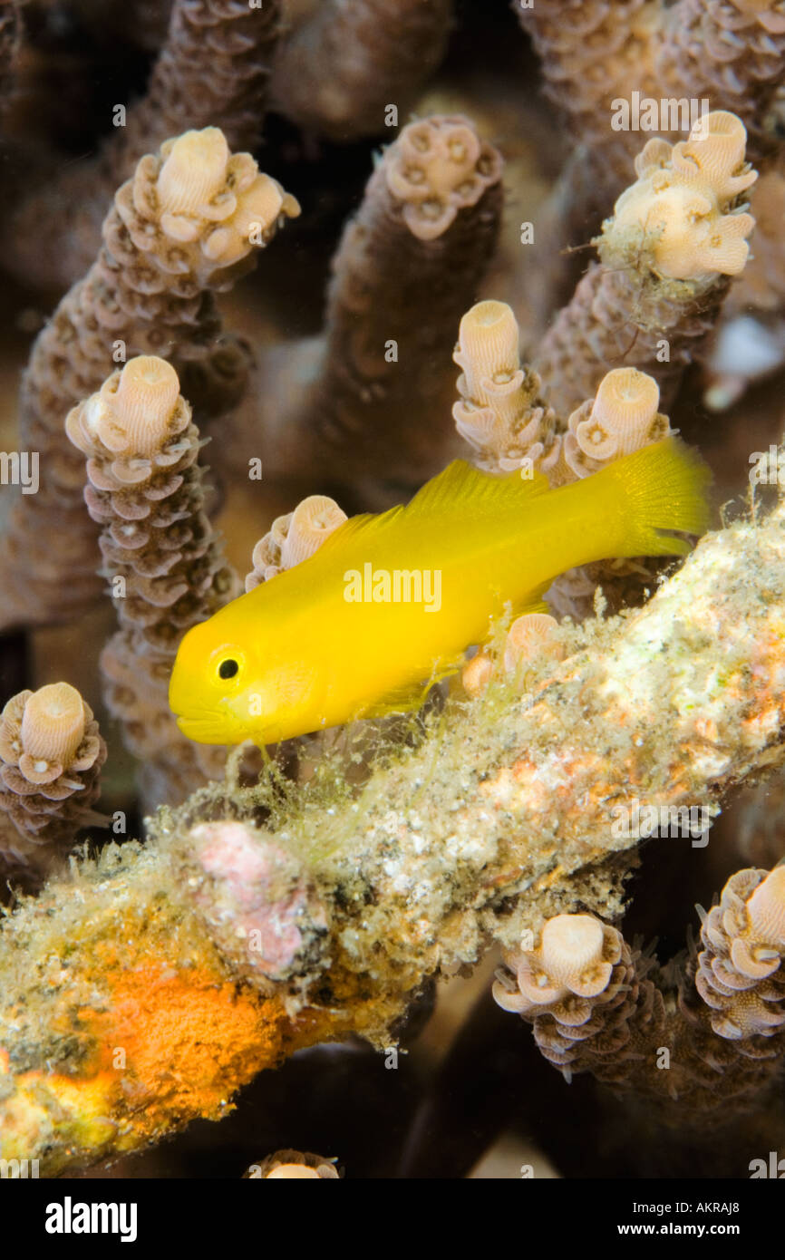 Yellow coral goby Gobiodon okinawae at Lembeh Straits Indonesia Stock Photo