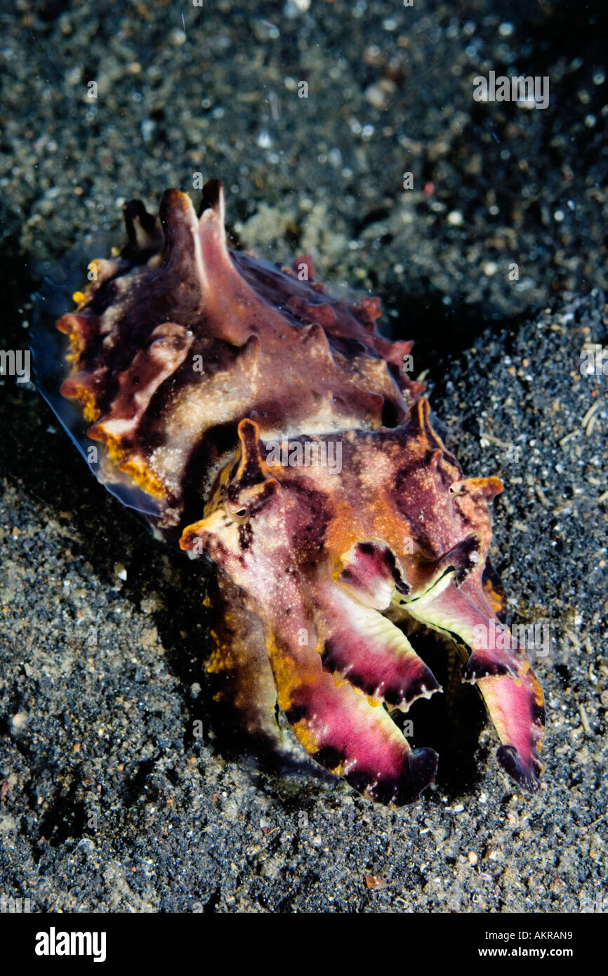Flamboyant cuttlefish metasepia pfefferi hi-res stock photography and ...
