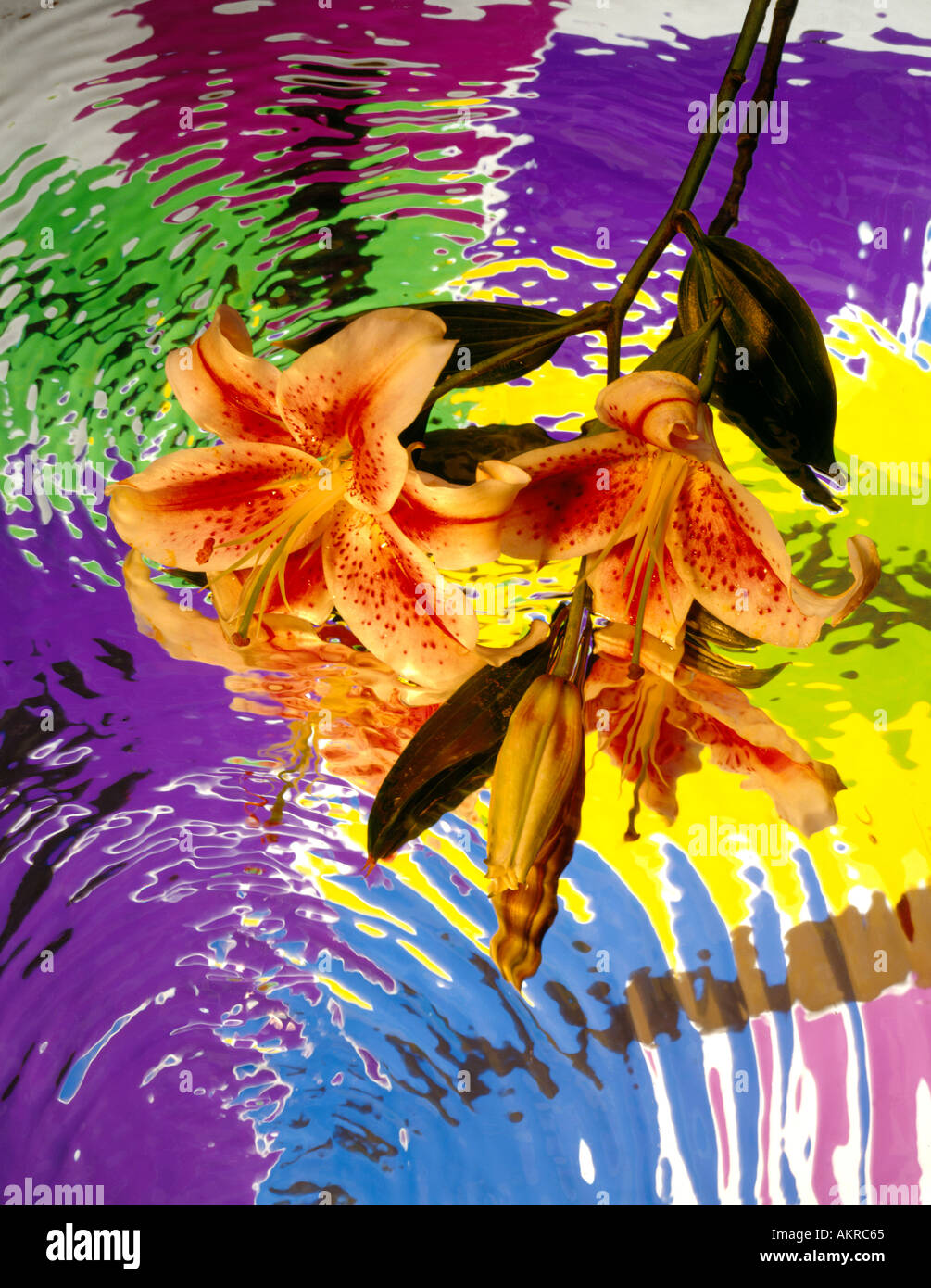 lilly flower in colorful water Stock Photo