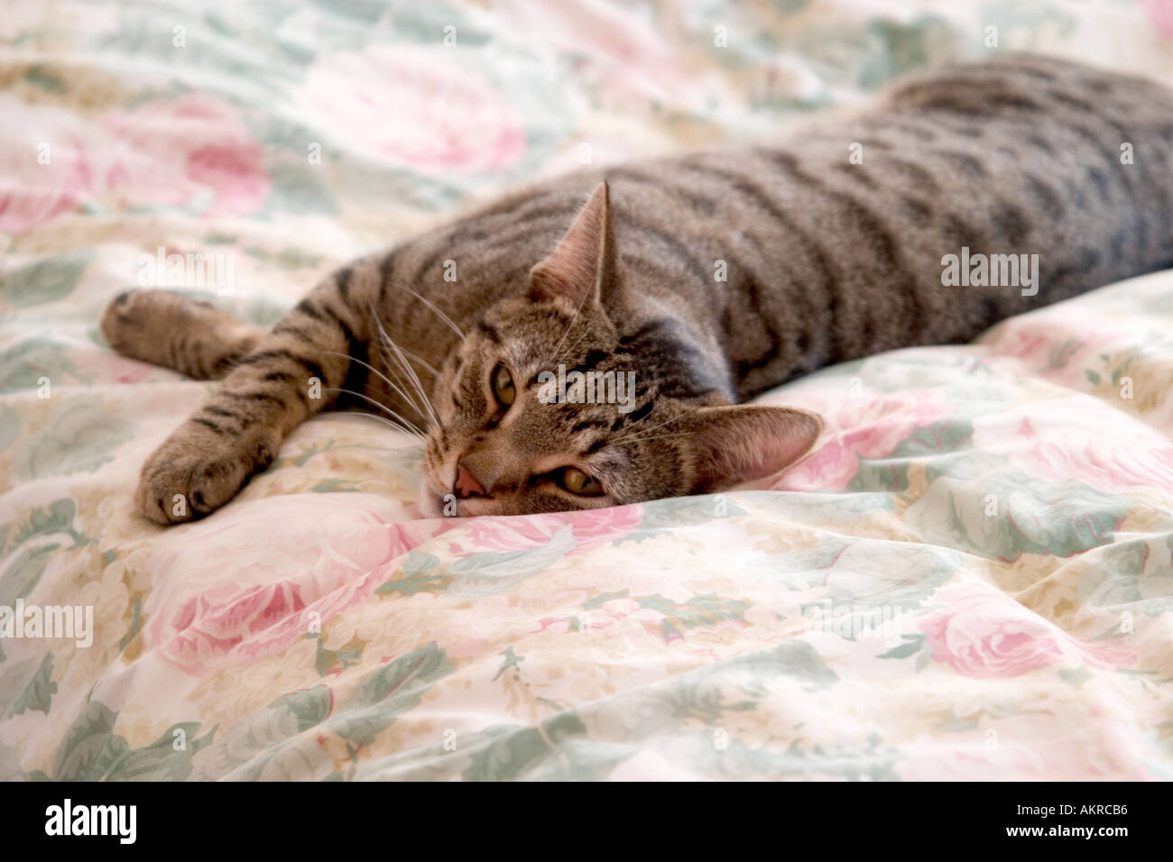 cat on bed Stock Photo Alamy