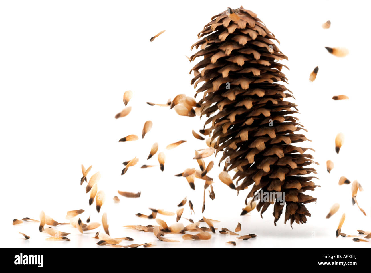 Falling pine cone with scattering flying seeds Stock Photo 15060809 Alamy