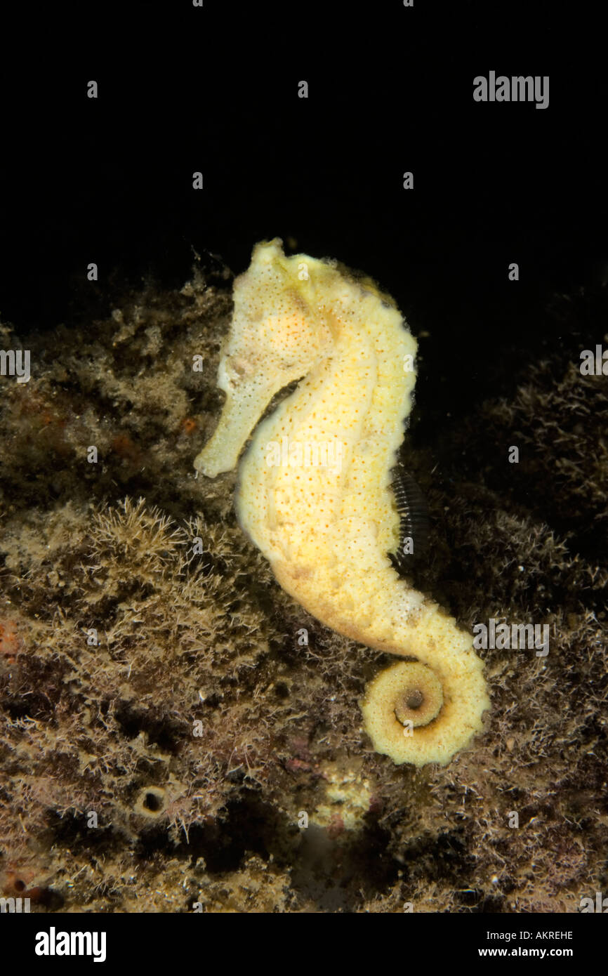 Common Seahorse Hippocampus taeniopterus at Lembeh Straits Indonesia Stock Photo