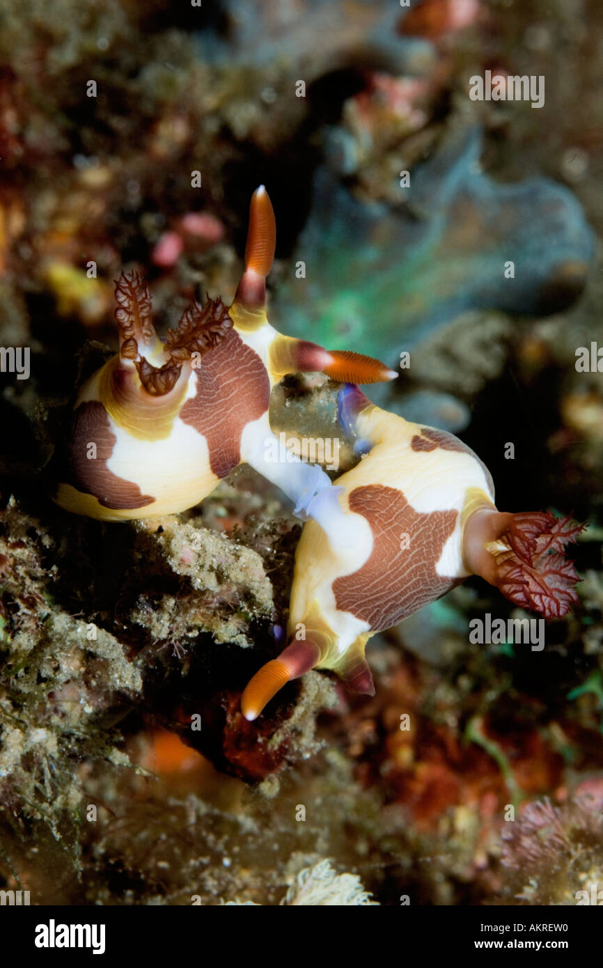 Nembrotha rutilans nudibranchs mating in Lembeh Straits Indonesia Stock Photo
