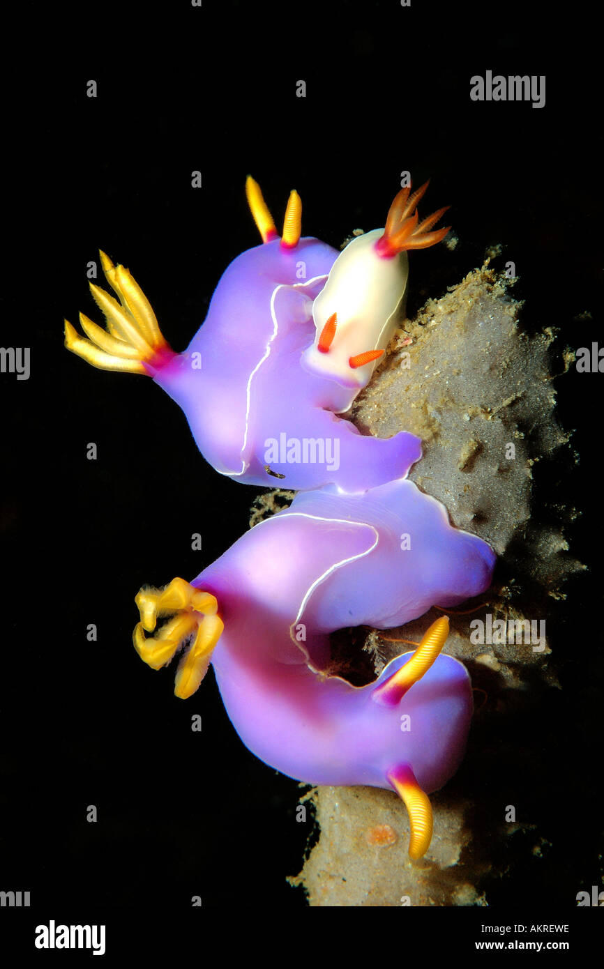 Three Hypselodoris bullockii mating nudibranchs in Lembeh Straits Indonesia Stock Photo