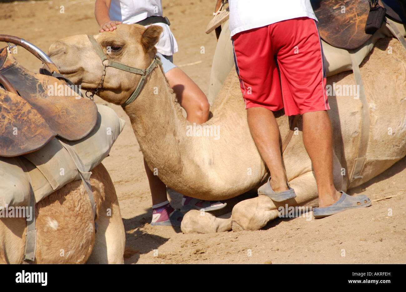 Camel handlers control stock at Camel Park in Mazotos on the ...