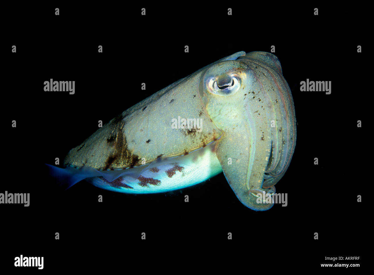 Cuttlefish Sepiidae sp at Lembeh Straits Indonesia Stock Photo