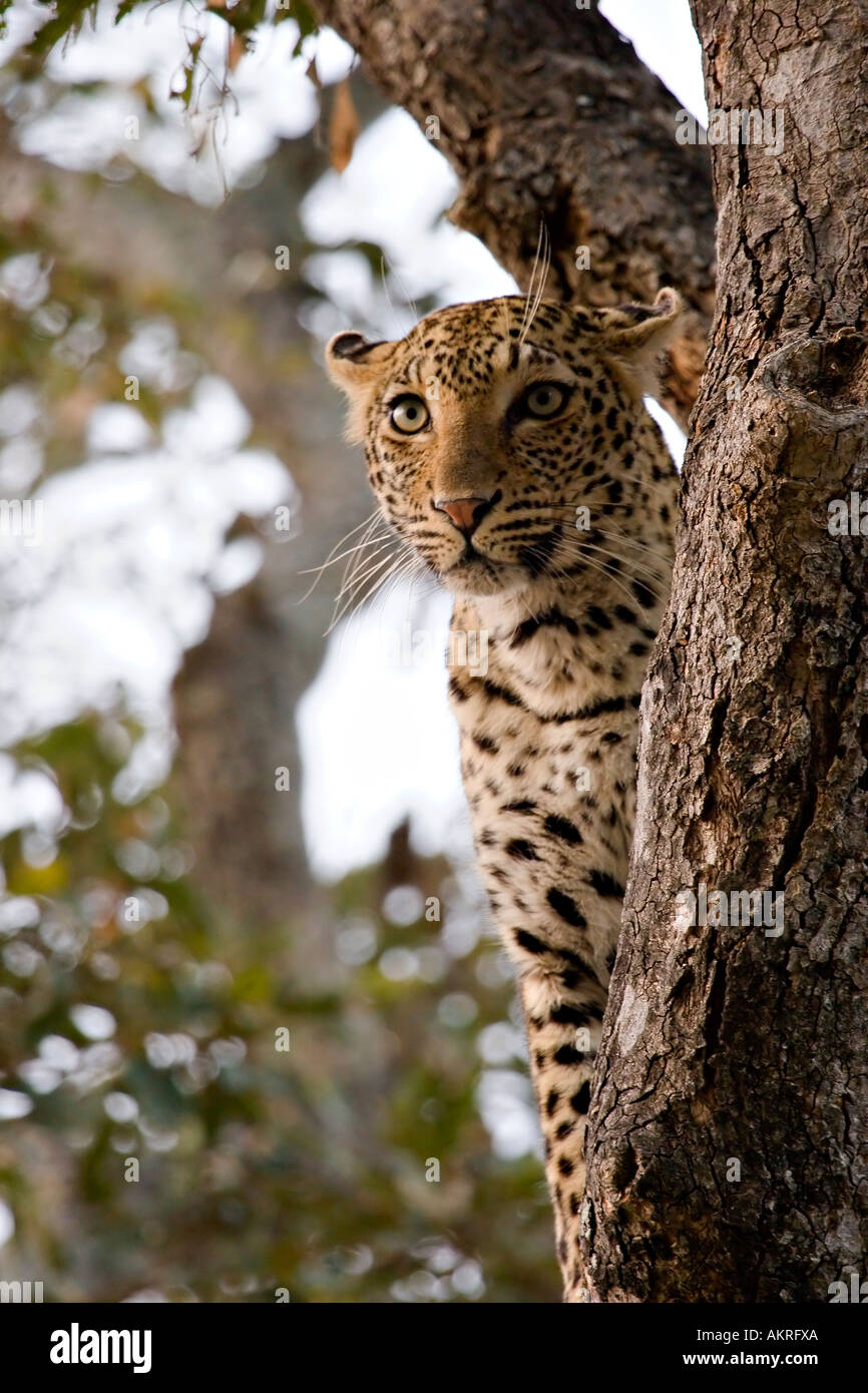Leopard in a tree, Greater Kruger national Park, South Africa Stock ...