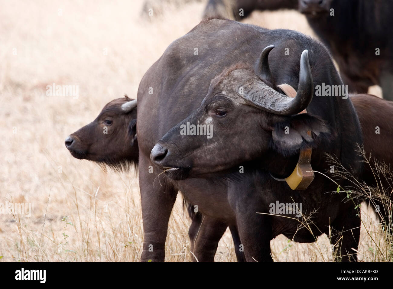 Portrait of female buffalo with radio transmitter around her neck, Greater  Kruger national Park, South Africa Stock Photo - Alamy