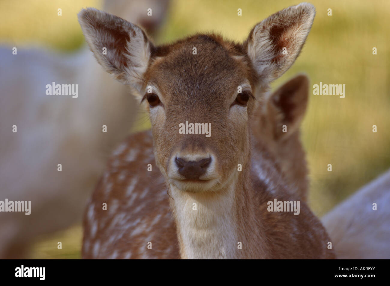 mule deer fawn Stock Photo