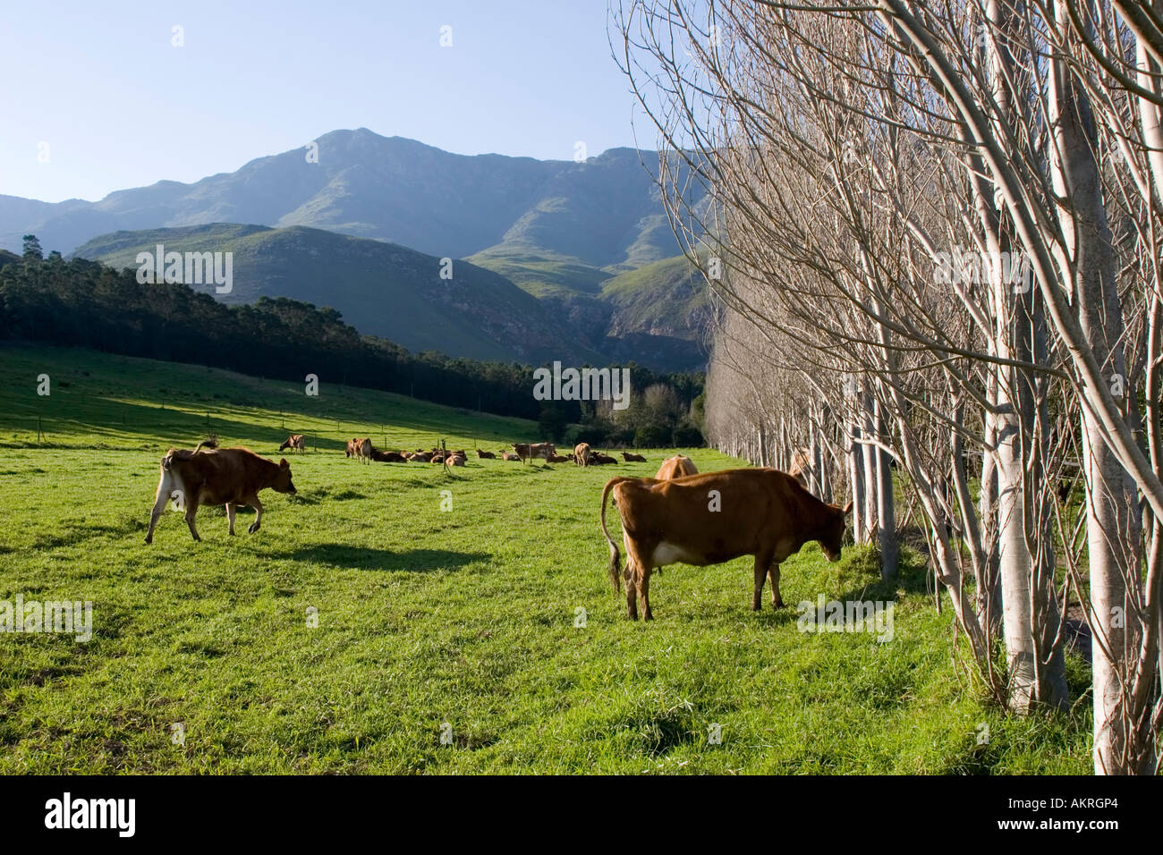 Jersey cows horns hires stock photography and images Alamy
