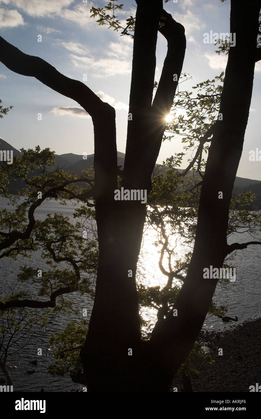 Silhouette of a tree at sunset in the lake district Stock Photo - Alamy