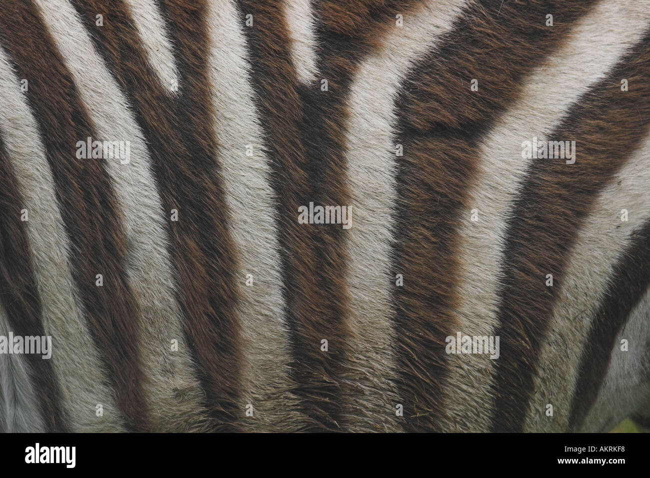 markings on a zebra Stock Photo