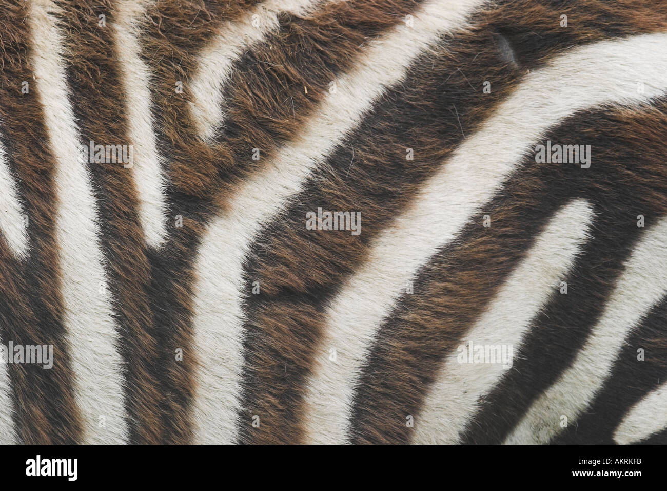 markings on a zebra Stock Photo