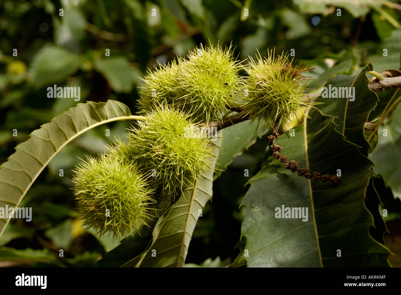 sweet chestnuts on tree Stock Photo