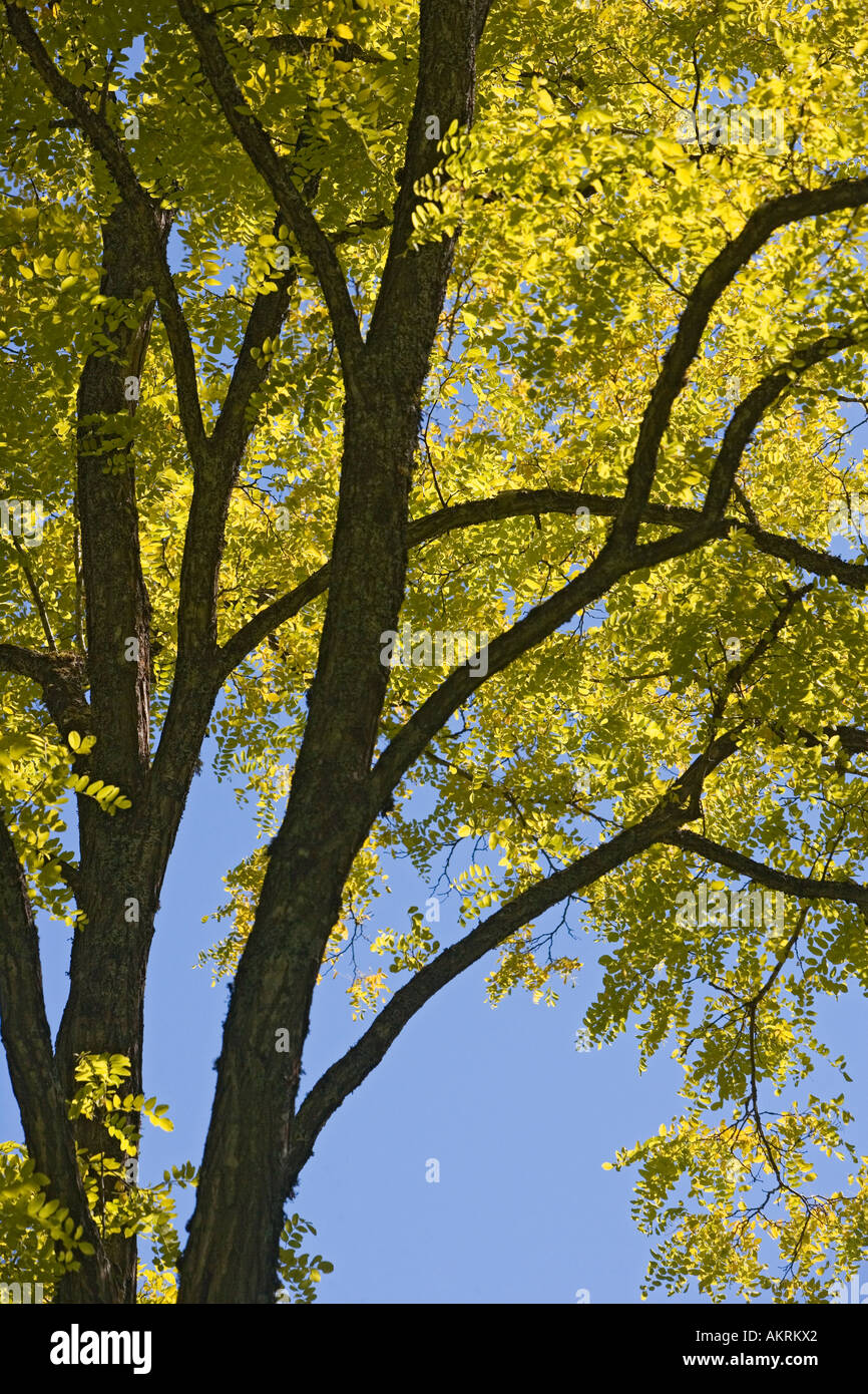 Tree growth pattern hi-res stock photography and images - Alamy