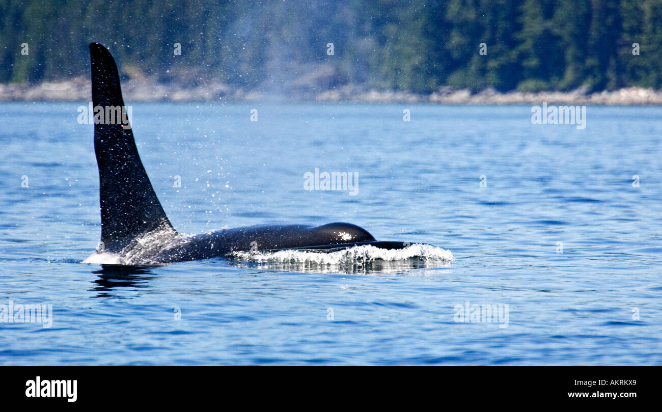 Killer Whale Fluke High Resolution Stock Photography and Images - Alamy