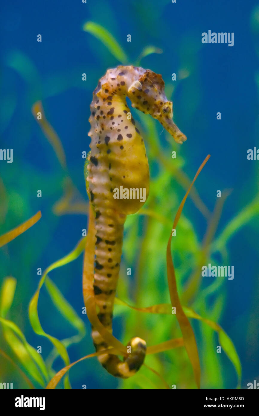Pot bellied Seahorse anchored to seaweed Stock Photo