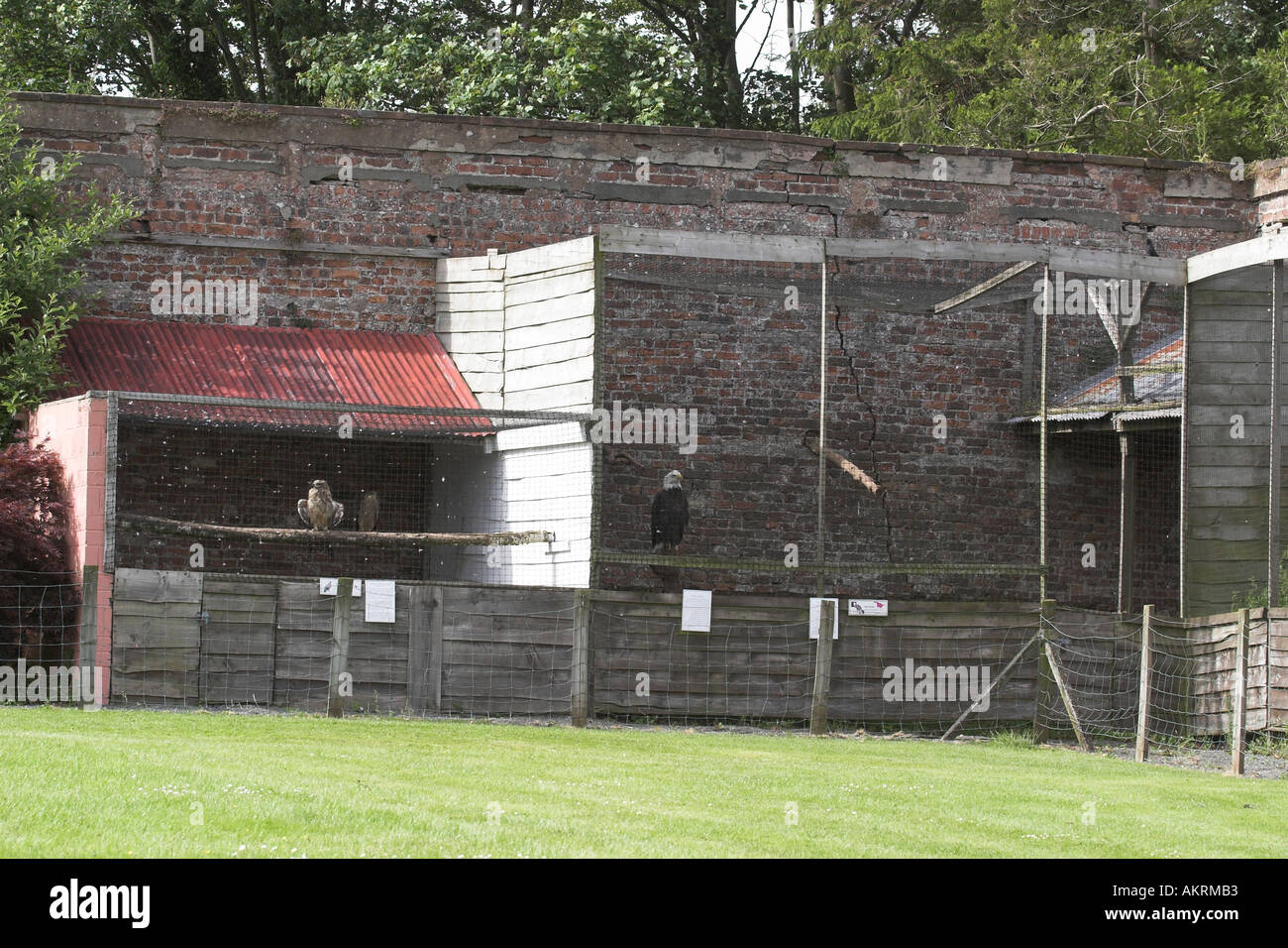 animal sactuary birds of prey are kept in cages to protect them at a