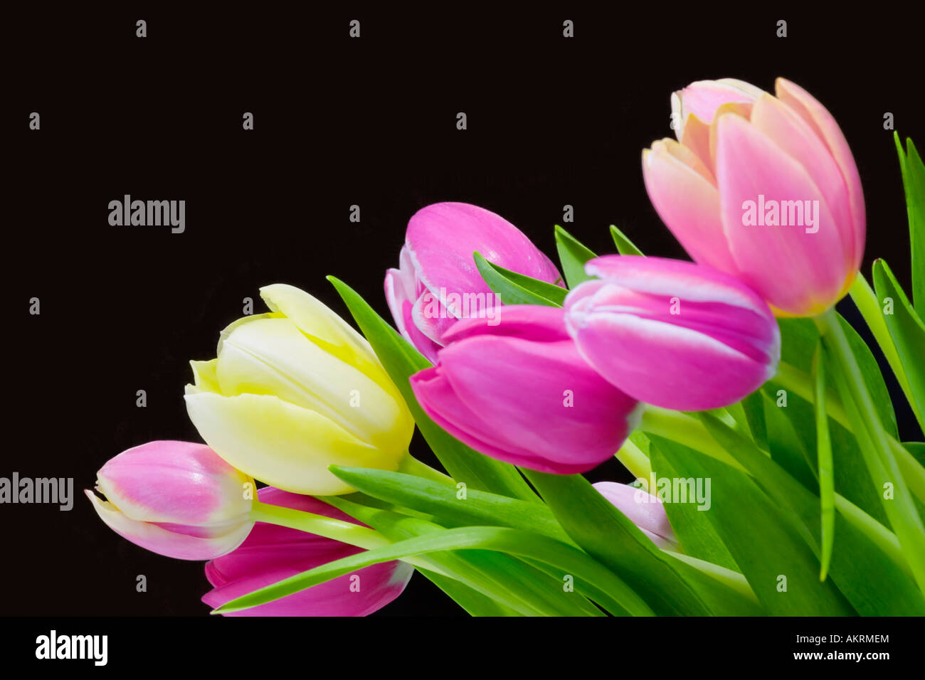 White yellow pink tulips hi-res stock photography and images - Alamy