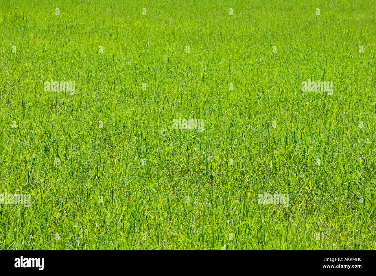 Field grass lush green hi-res stock photography and images - Alamy