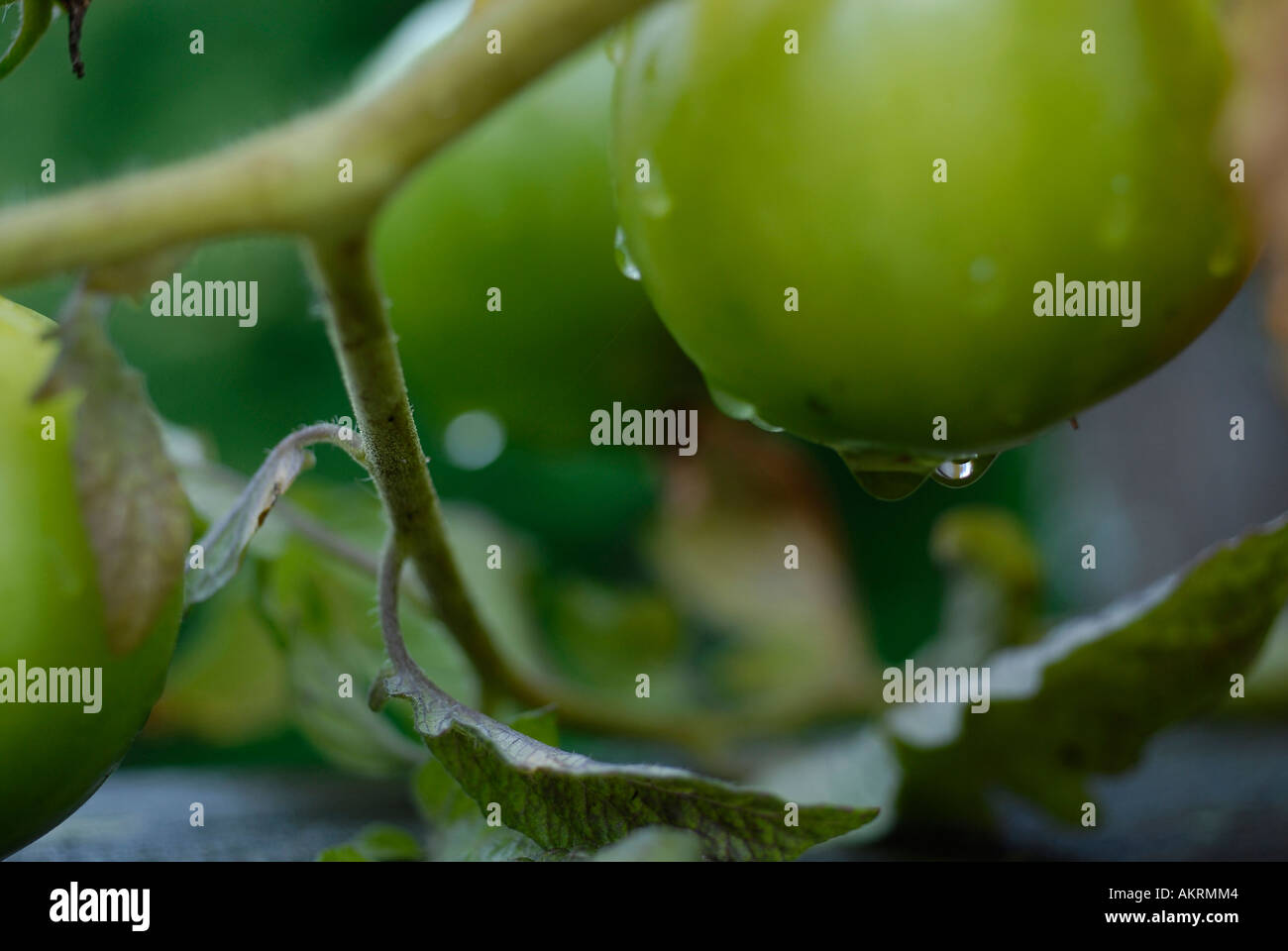 Stock image of green tomatoes ripening on the vine with rain drops on ...