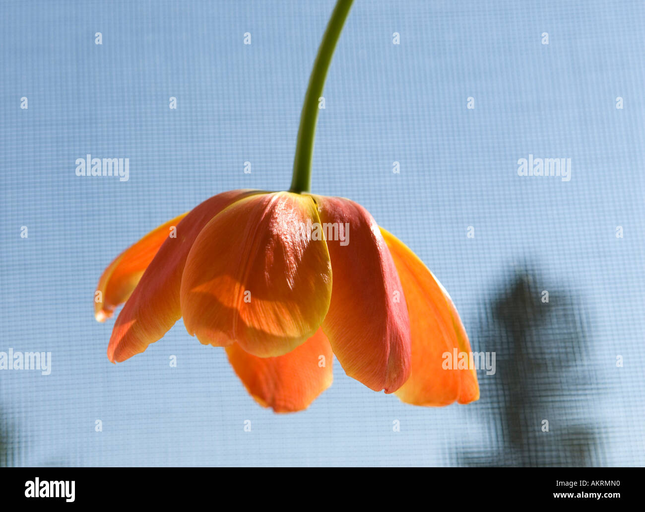 Reverse tulip hi-res stock photography and images - Alamy