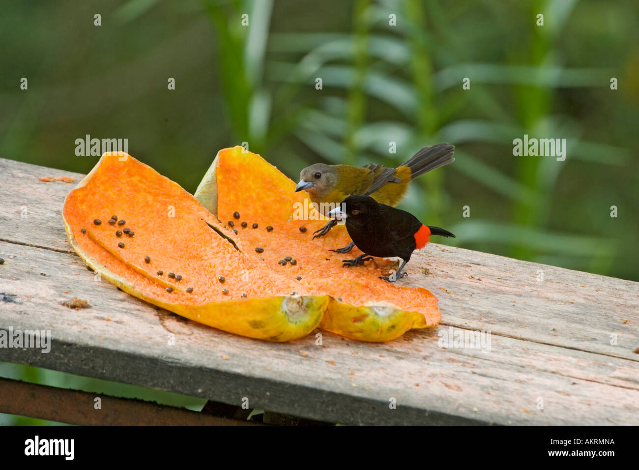 Birds feed on melons, Costa Rica Stock Photo Alamy