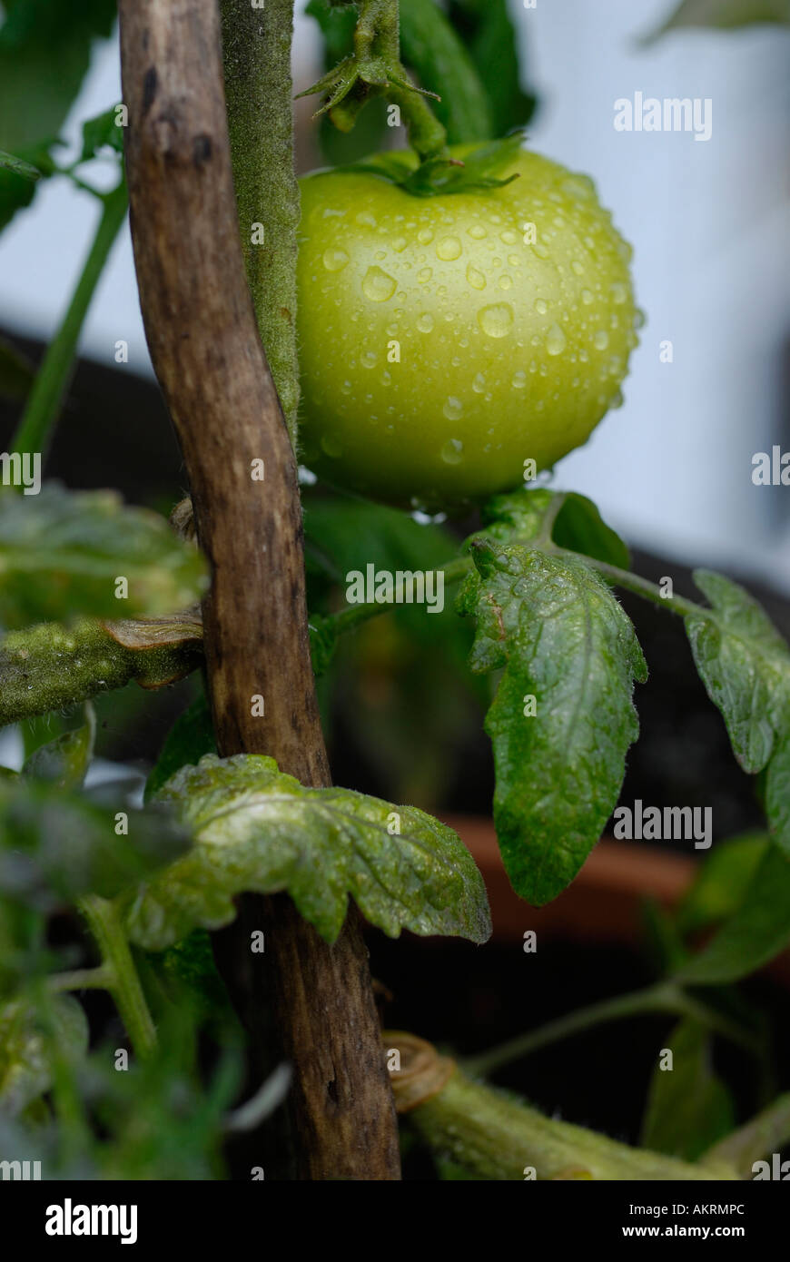Stock image of green tomatoes ripening on the vine with rain drops on ...