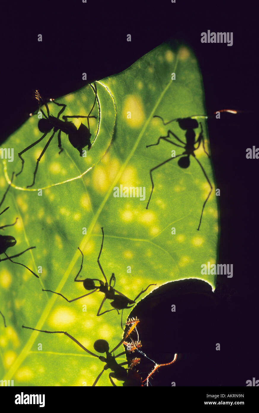 Leaf cutters ant ants insects hires stock photography and images Alamy