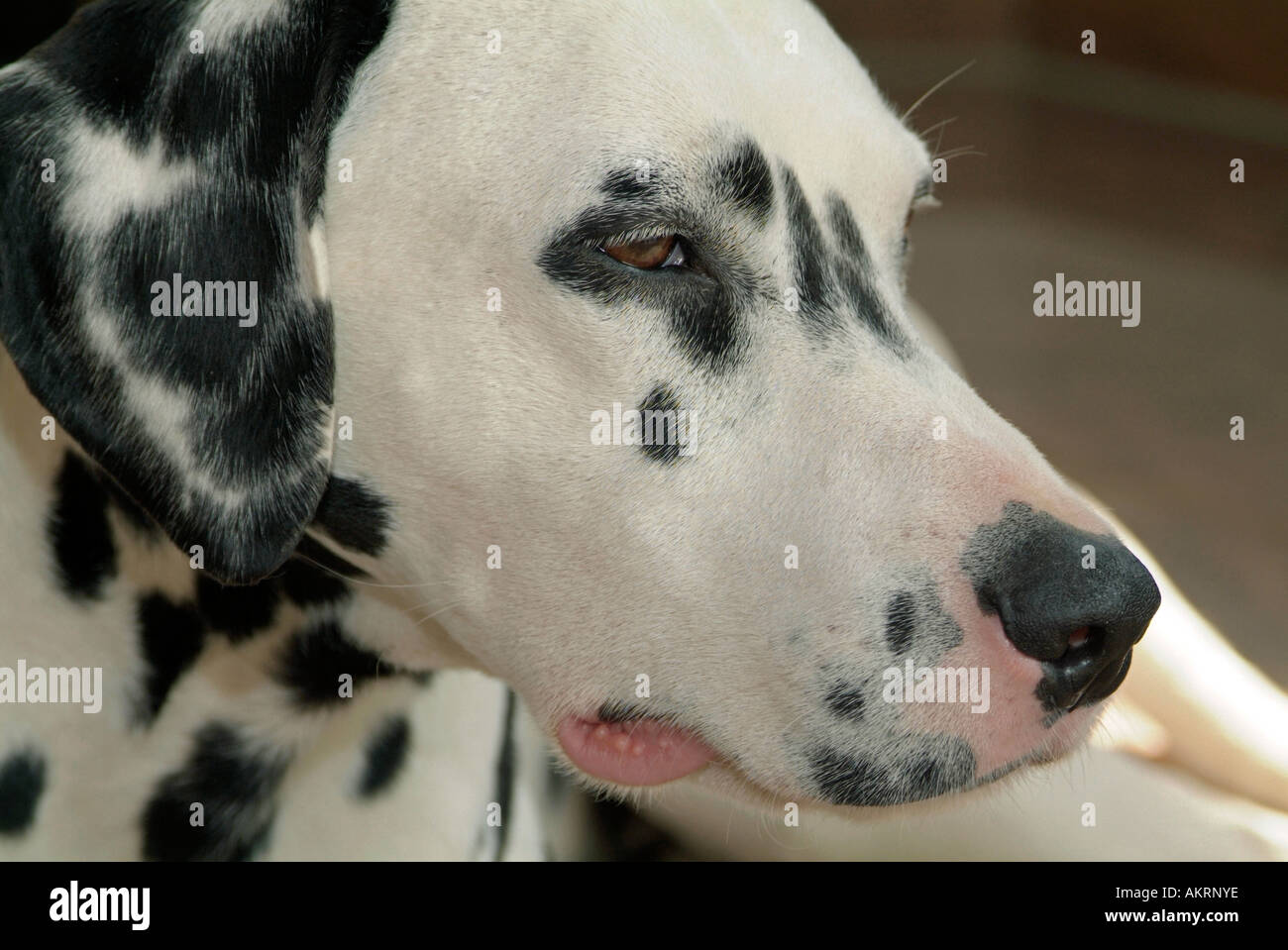portrait dog Dalmatian side view from head he is looking tired Stock Photo