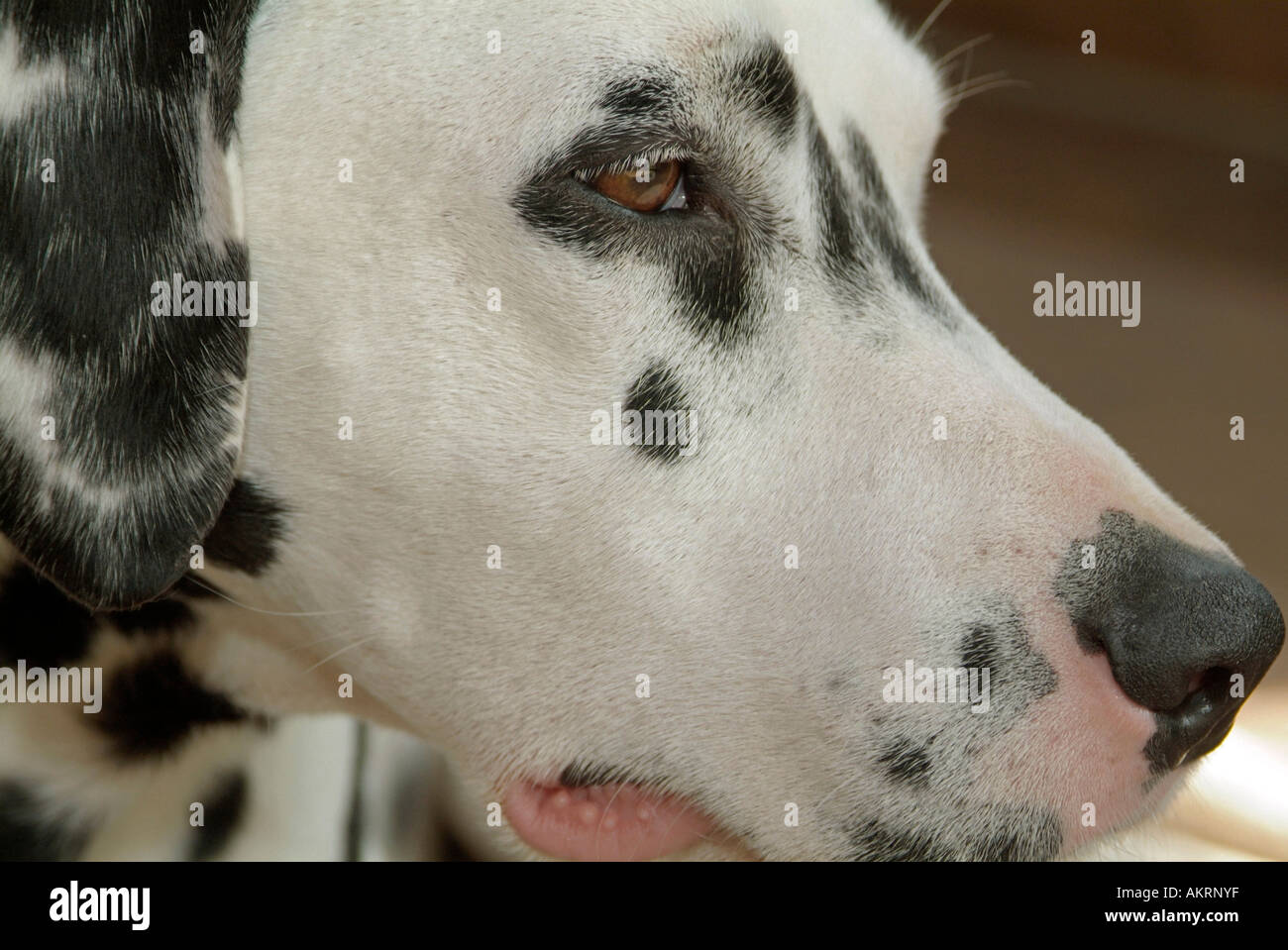portrait dog Dalmatian side view from head with a look for searching Stock Photo